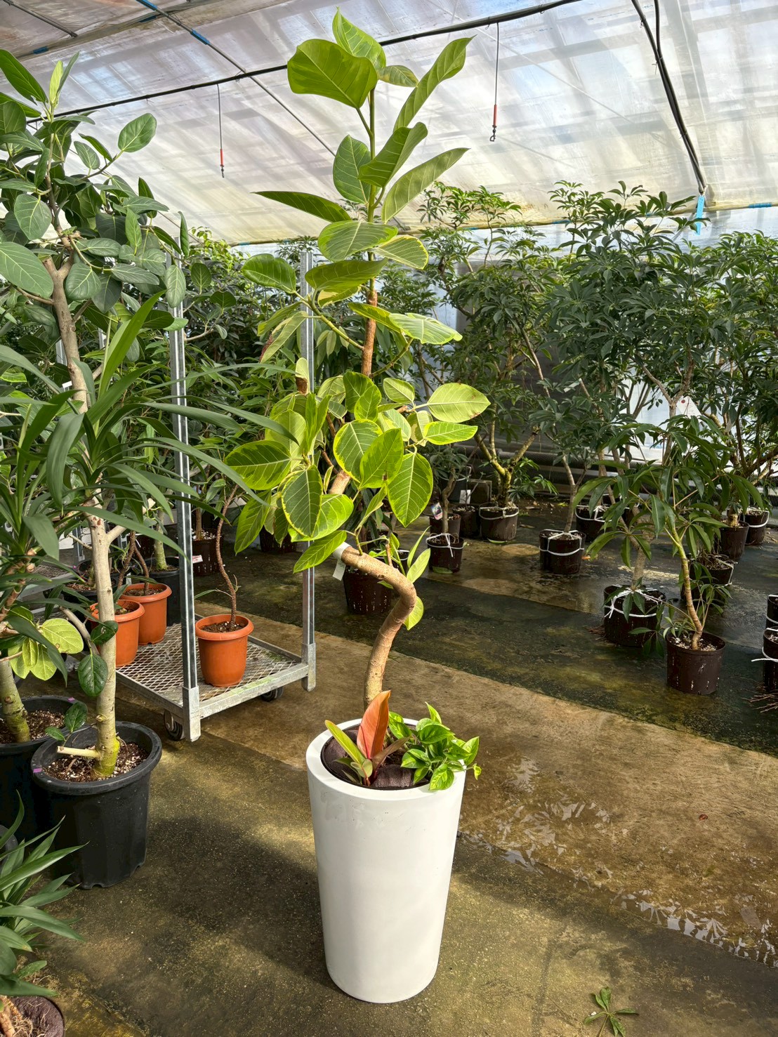 温室内の植物1