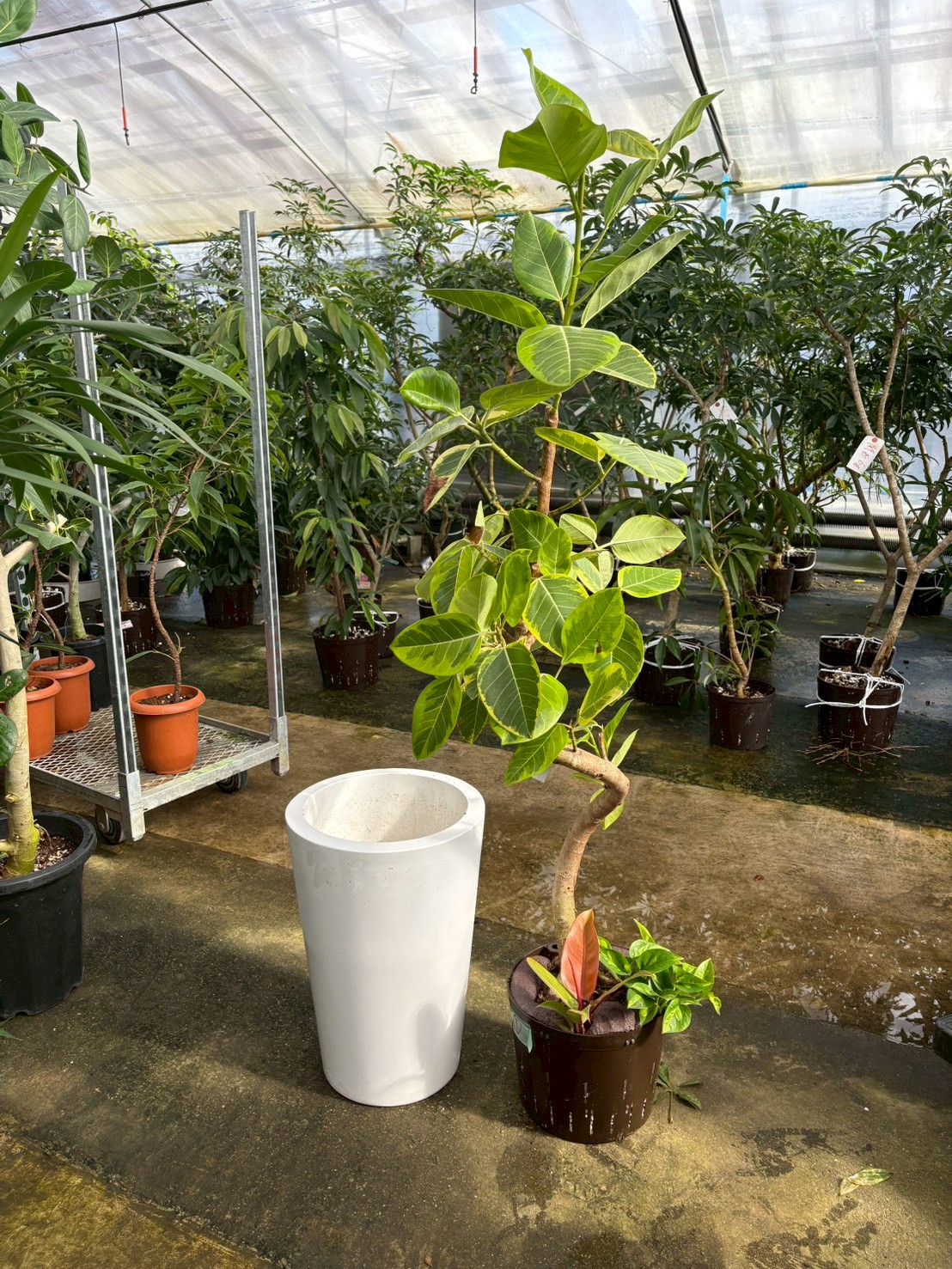 温室内の植物2
