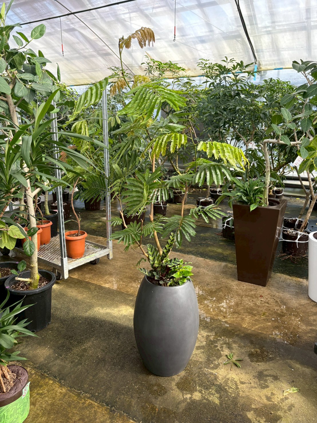 温室内の植物3