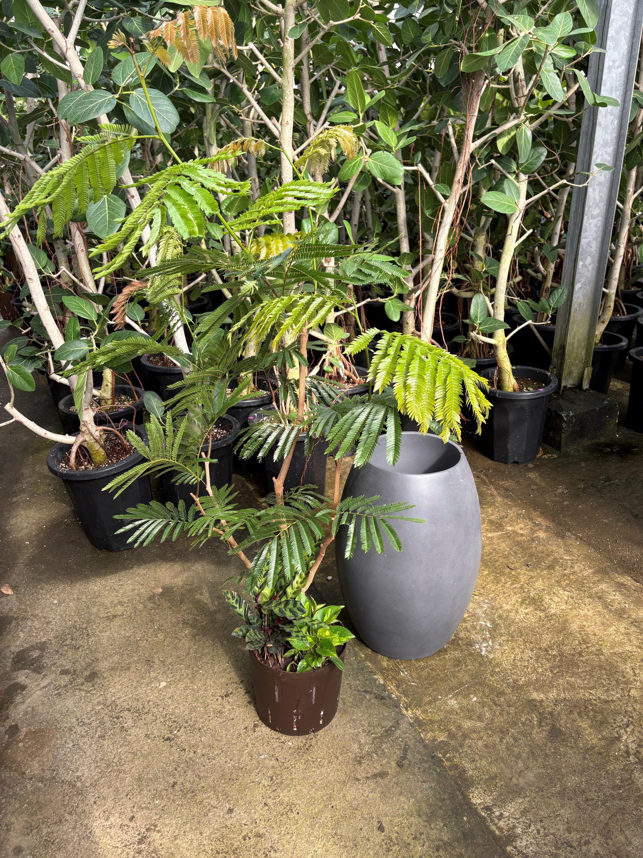 温室内の植物4