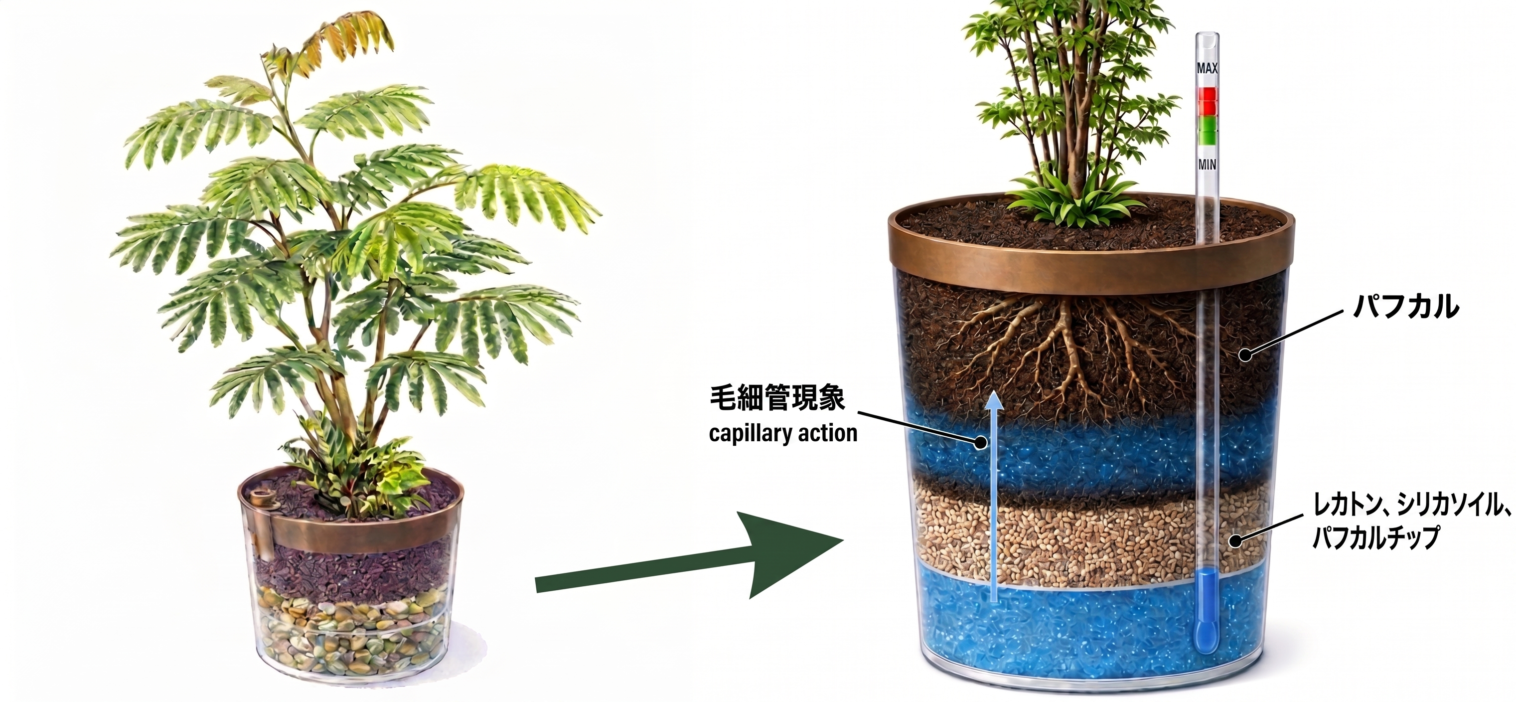 ハイブリッド植物・断面図