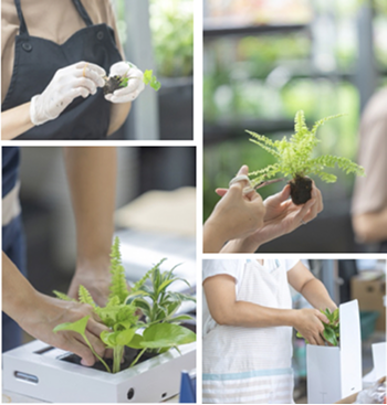 インテリアグリーン