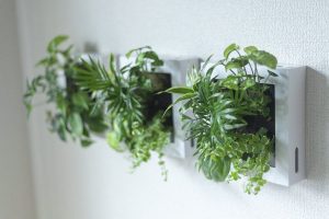 特殊素材パフカルを使用した壁に掛けられる観葉植物ミドリエをプレゼントで