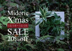 壁に掛けられる観葉植物ミドリエがクリスマス特別価格で